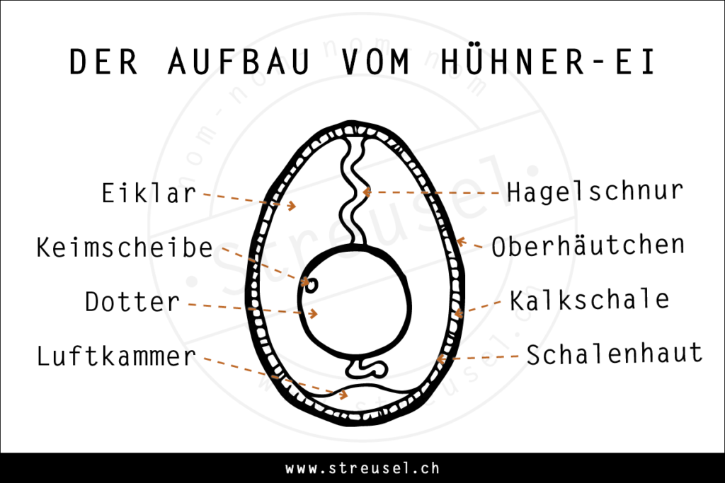 Wie Erkenne Ich Ob Das Küken Im Ei Noch Lebt Alle wichtigen Infos rund ums Ei – Tipps von Streusel
