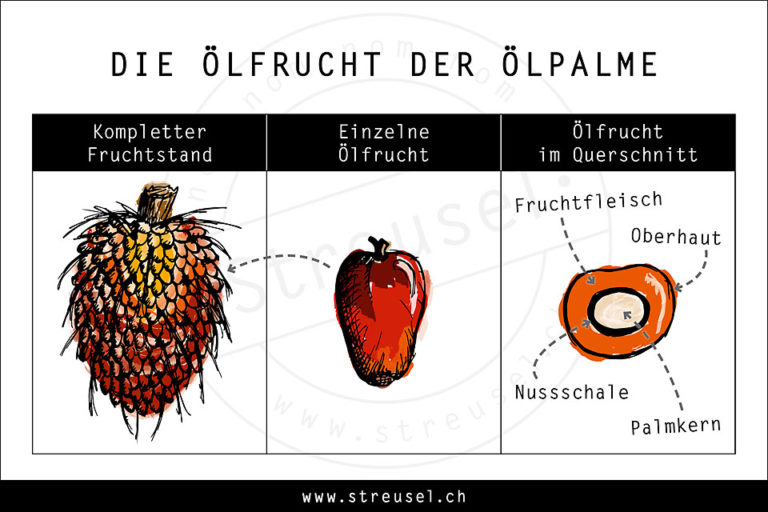 Palmöl – alle Infos rund um das umstrittene Fett – Tipps von Streusel